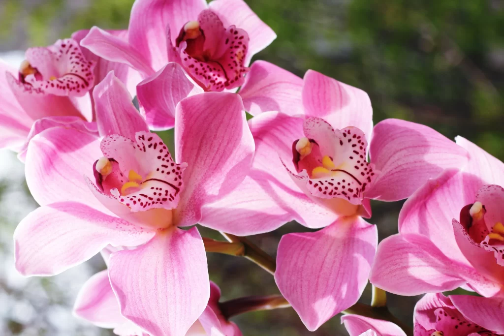 Pink Orchid Petals Spotted Yellow