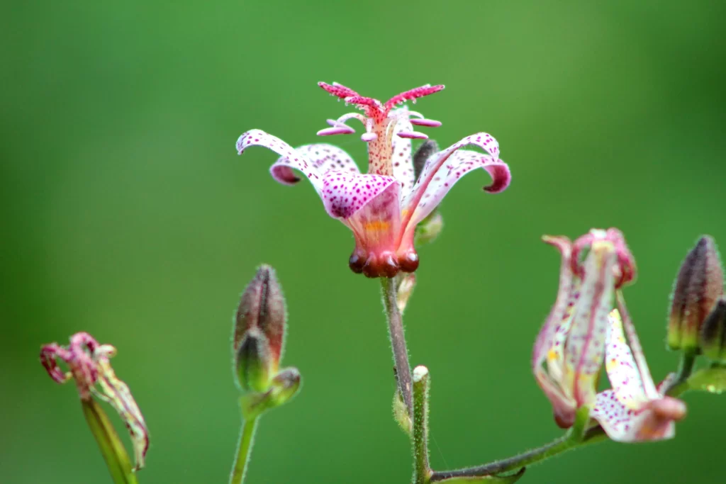 Pink Orchid Petals Spotted Green