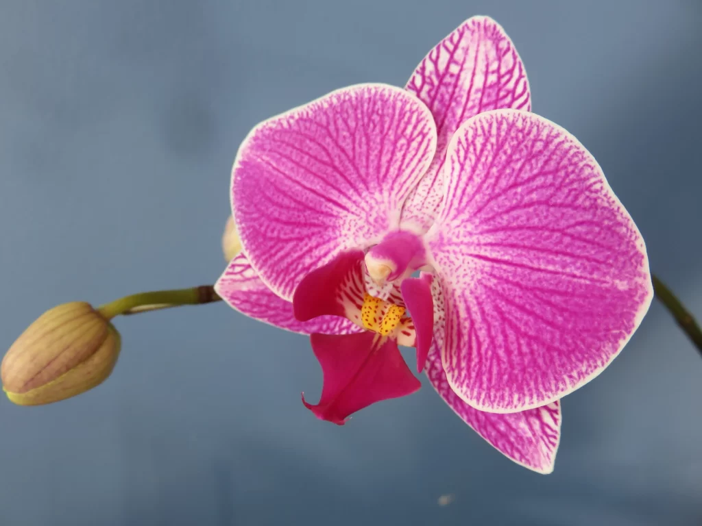 Pink Orchid Petals Stripes Yellow cool Center
