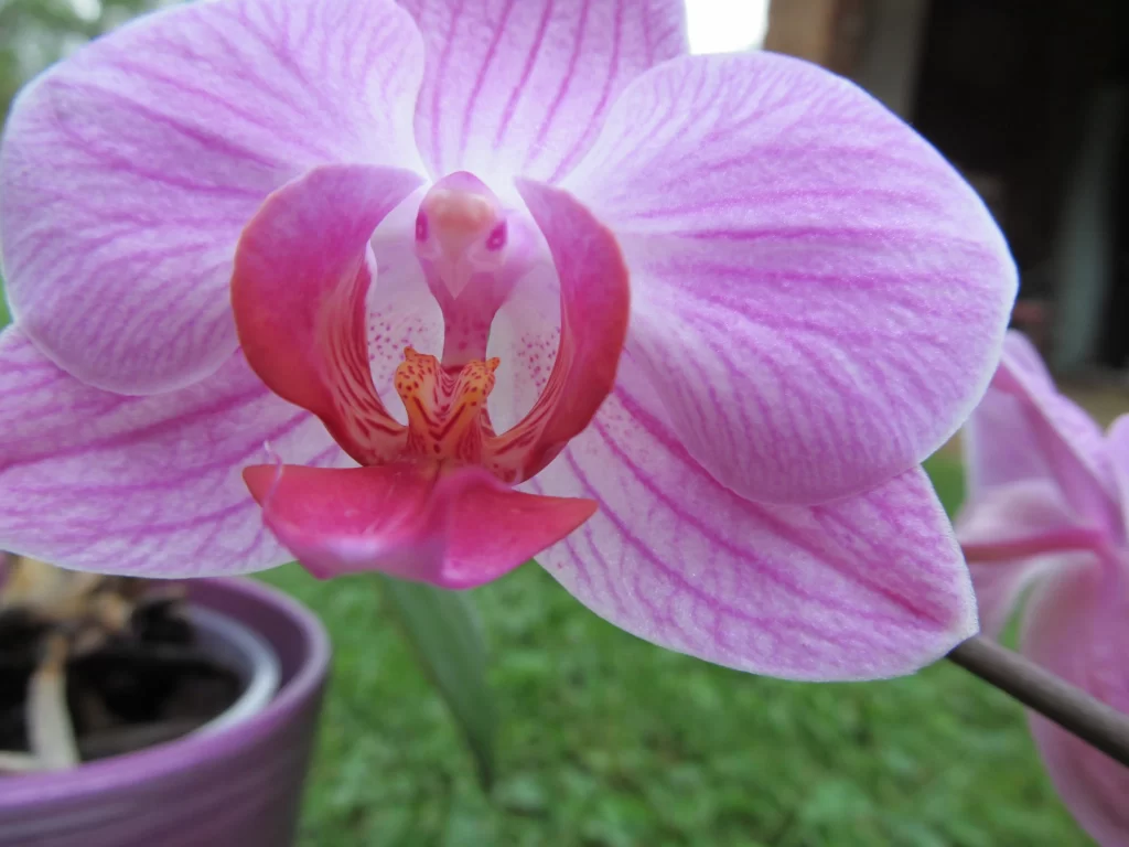 Pink Orchid Petals Stripes Center