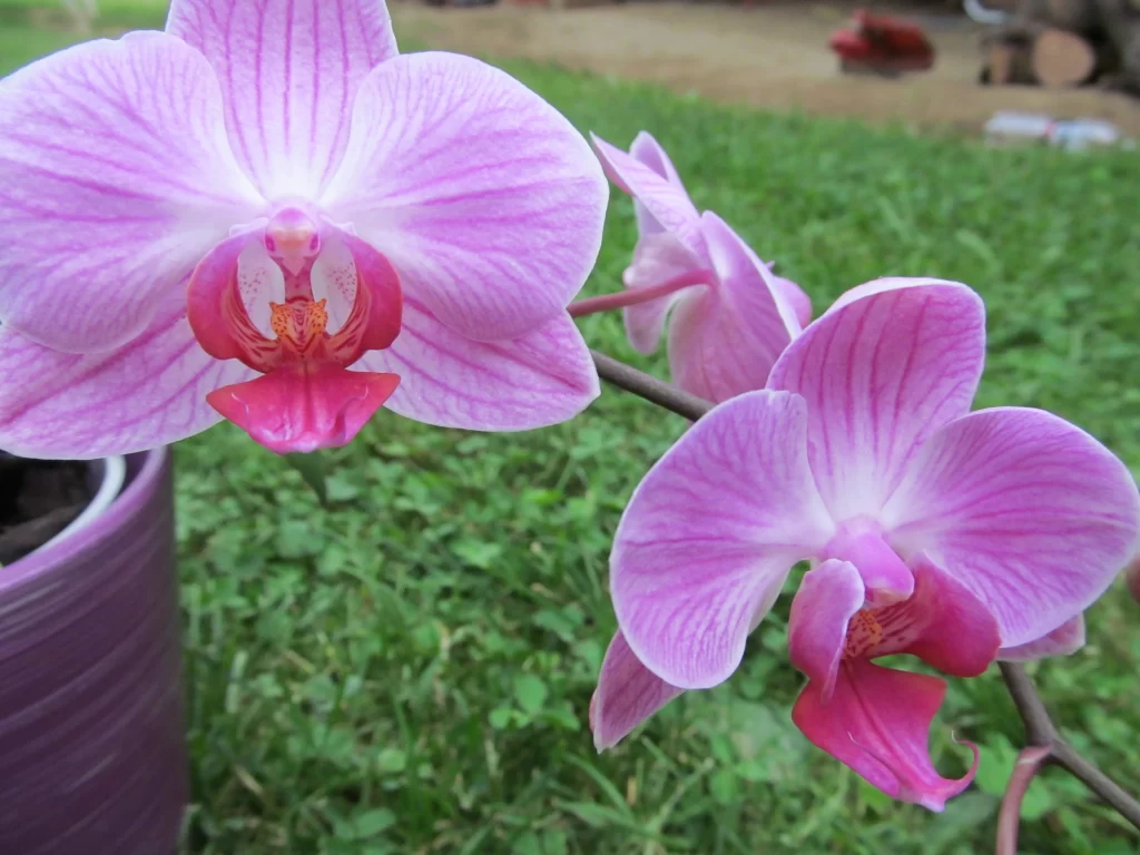 Pink Orchid Petals Stripes Heart Shape
