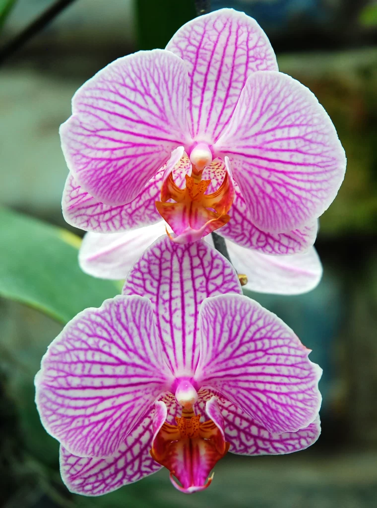 Pink Orchid Petals Stripes Yellow gray Center