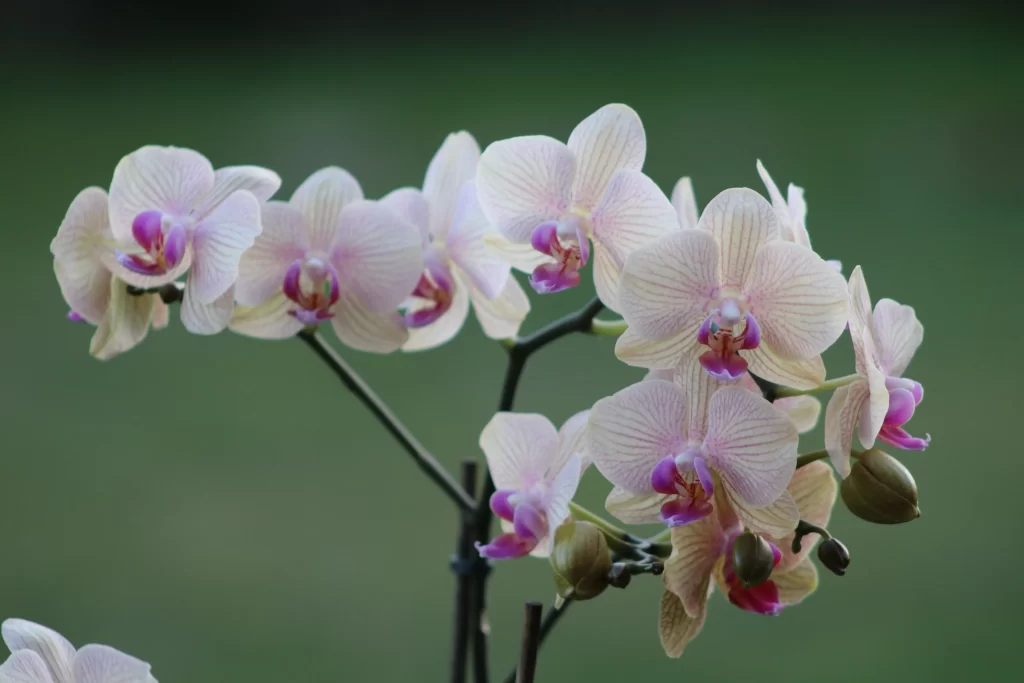 Pink Orchid Petals Stripes Purple Centers
