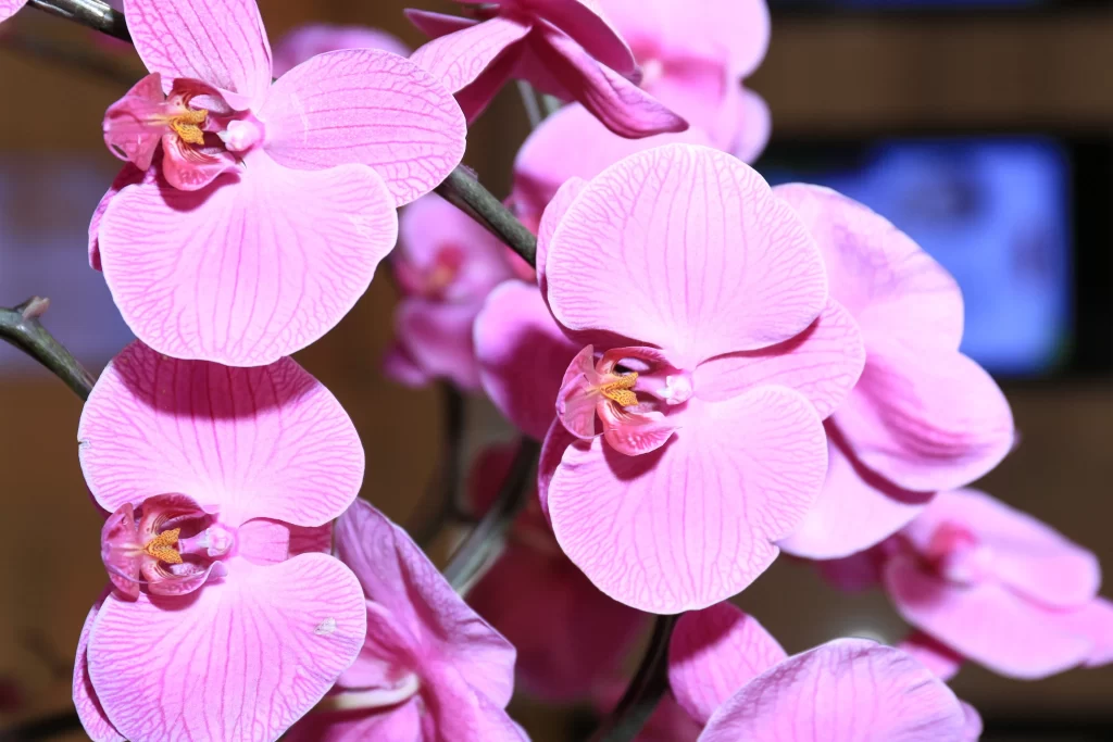 Pink Orchid Petals Stripes warm Yellow