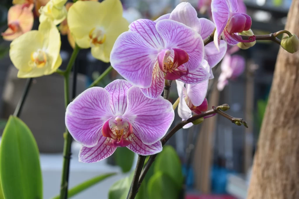 Pink Orchid Petals Stripes gray Yellow