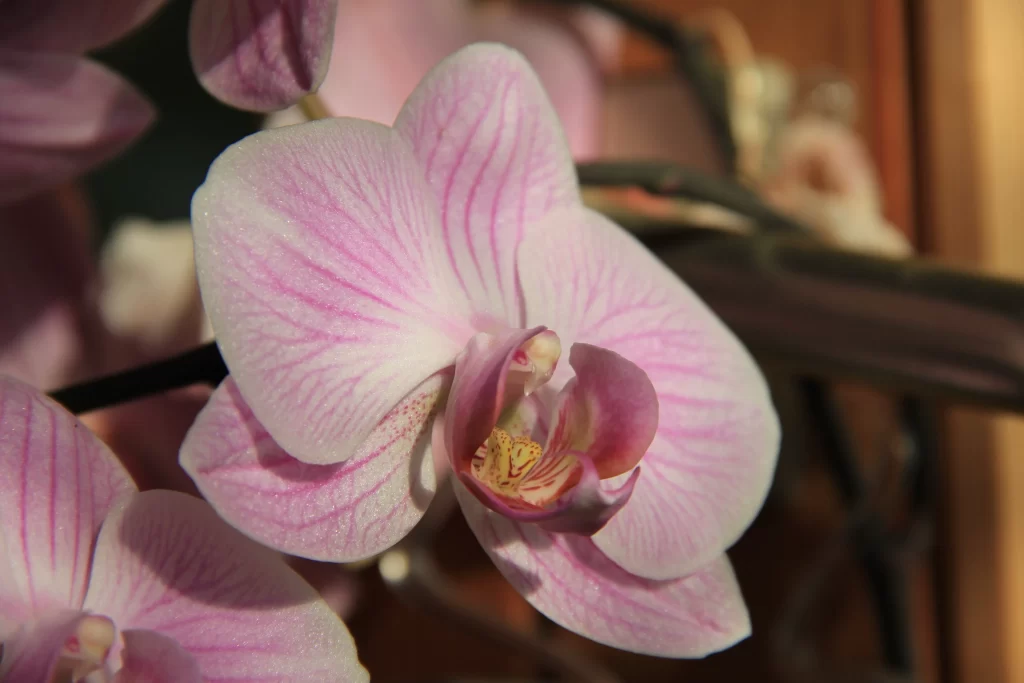 Pink Orchid Petals Stripes Yellow warm Center