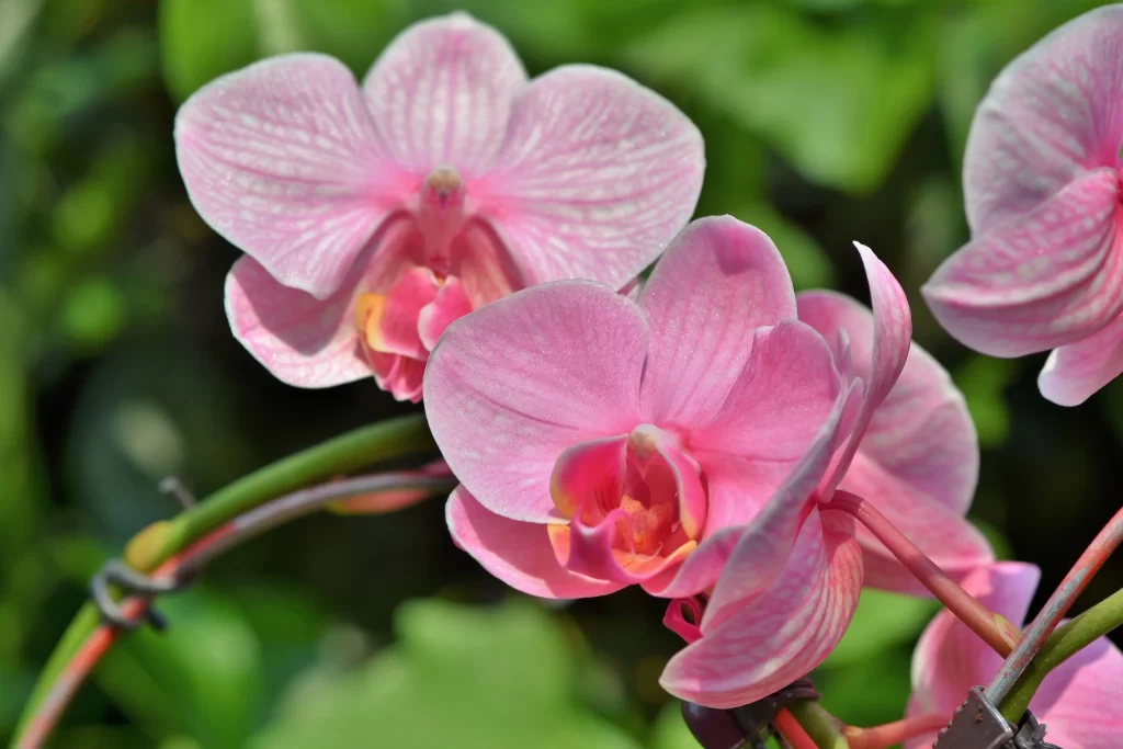 Pink Orchid Petals Stripes Green