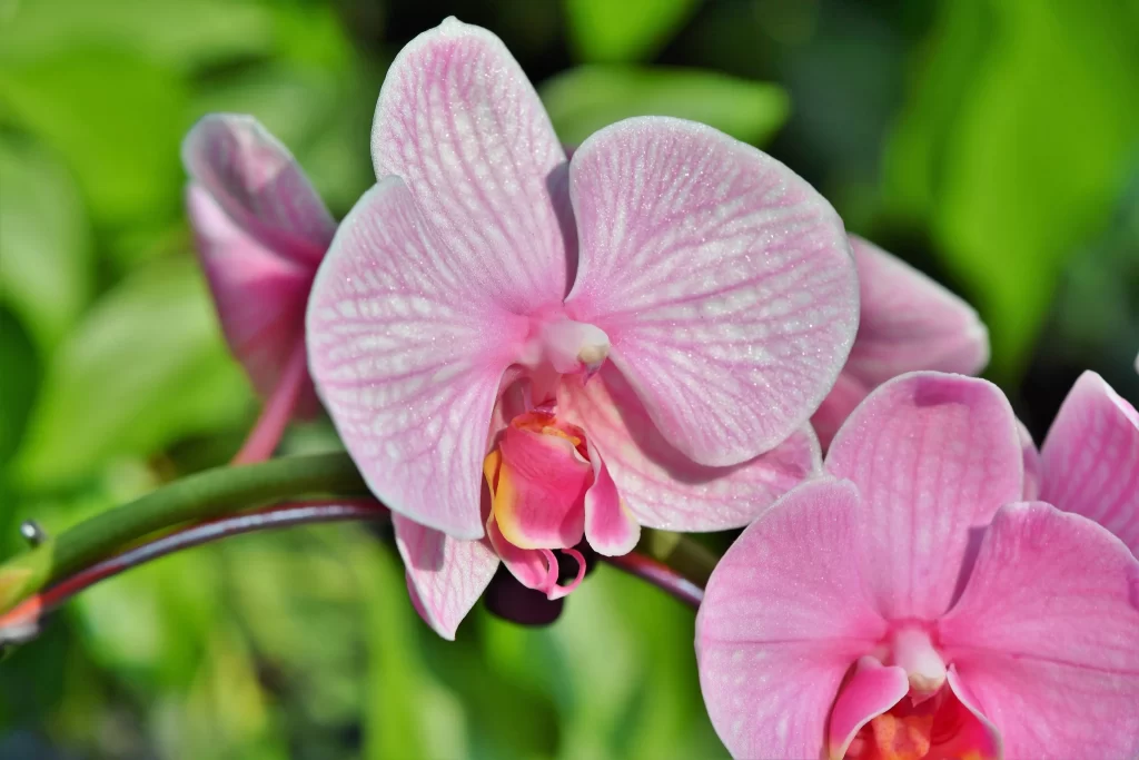 Pink Orchid Petals Stripes Dewdrops
