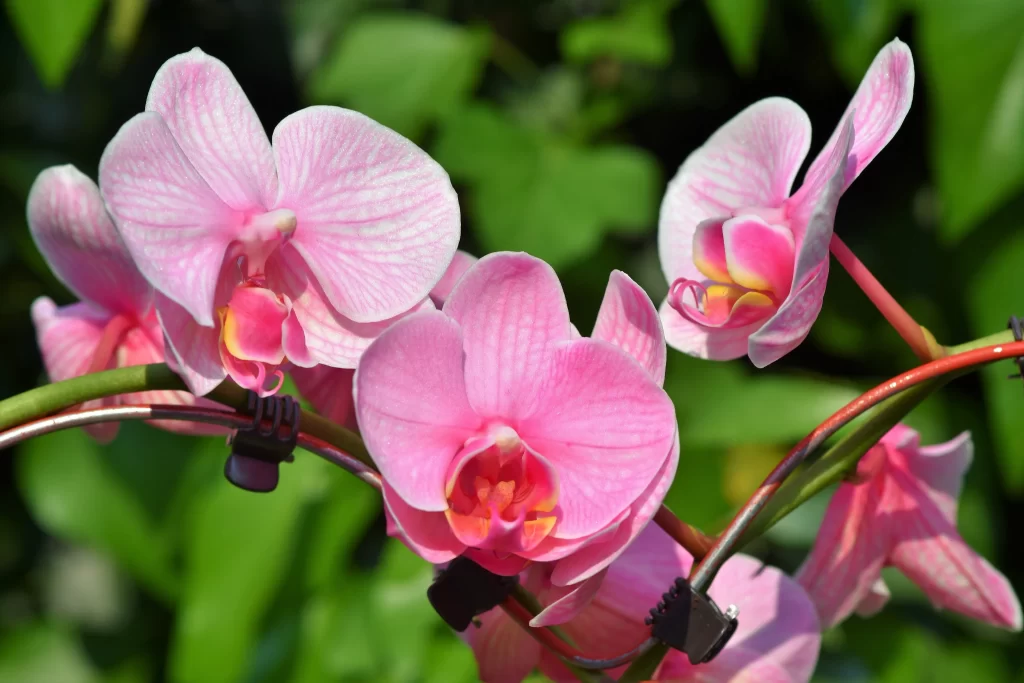 Pink Orchid Petals Stripes Yellow gray Center