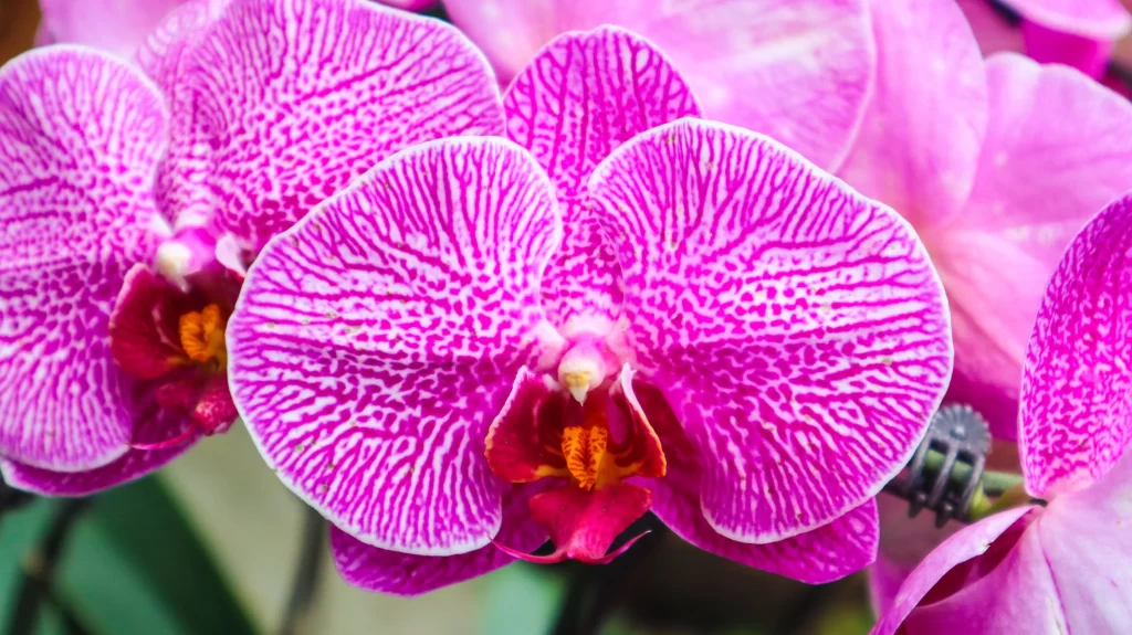 Pink Orchid Petals Stripes warm Yellow