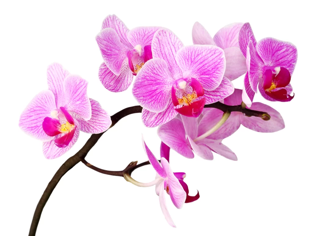 Pink Orchid Petals Stripes white Yellow