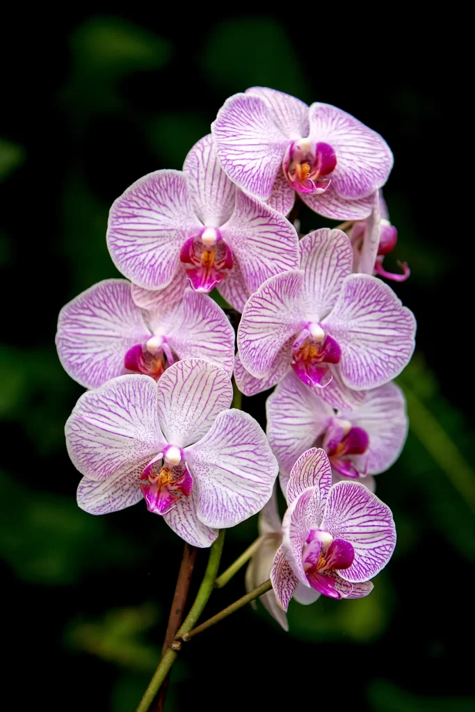 Pink Orchid Petals Stripes Purple Center