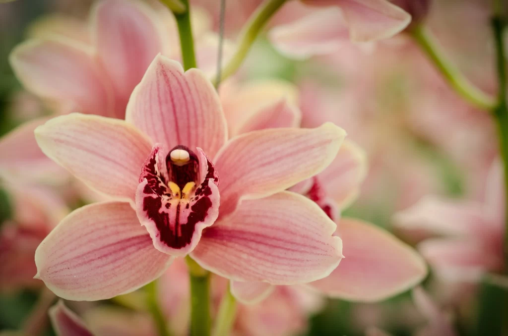 Pink Orchid Petals Stripes Dark Center