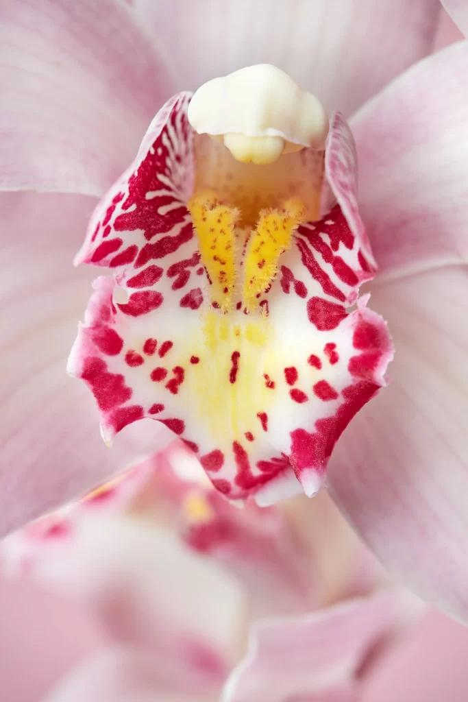 Pink Orchid Petals Yellow Center Red Spots
