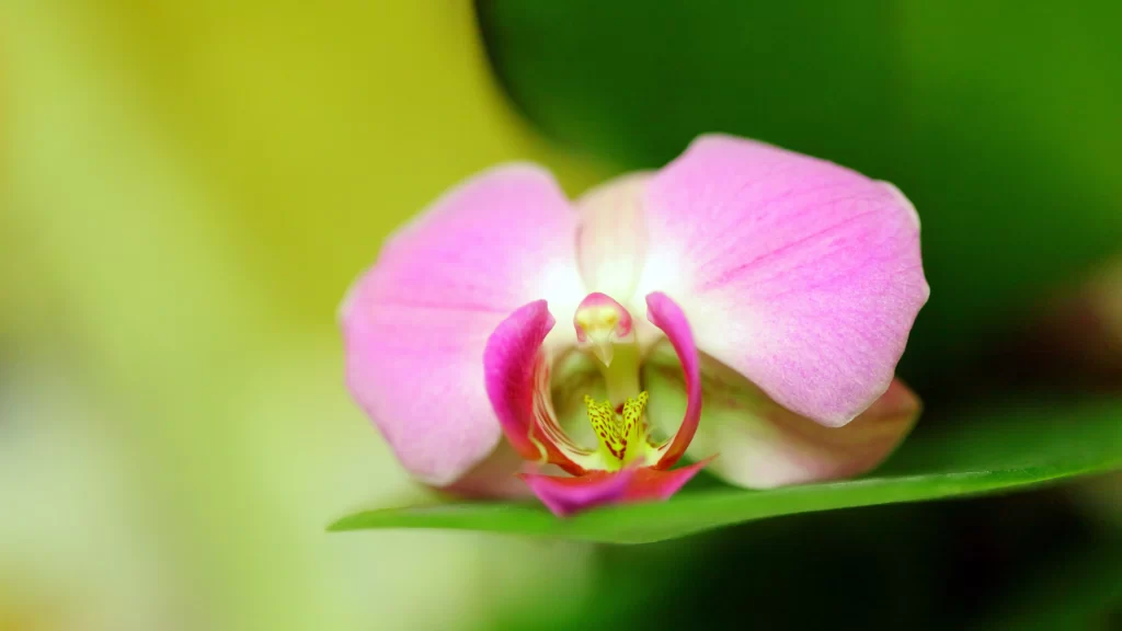 Pink Orchid Petals Yellow Center Green warm Leaves