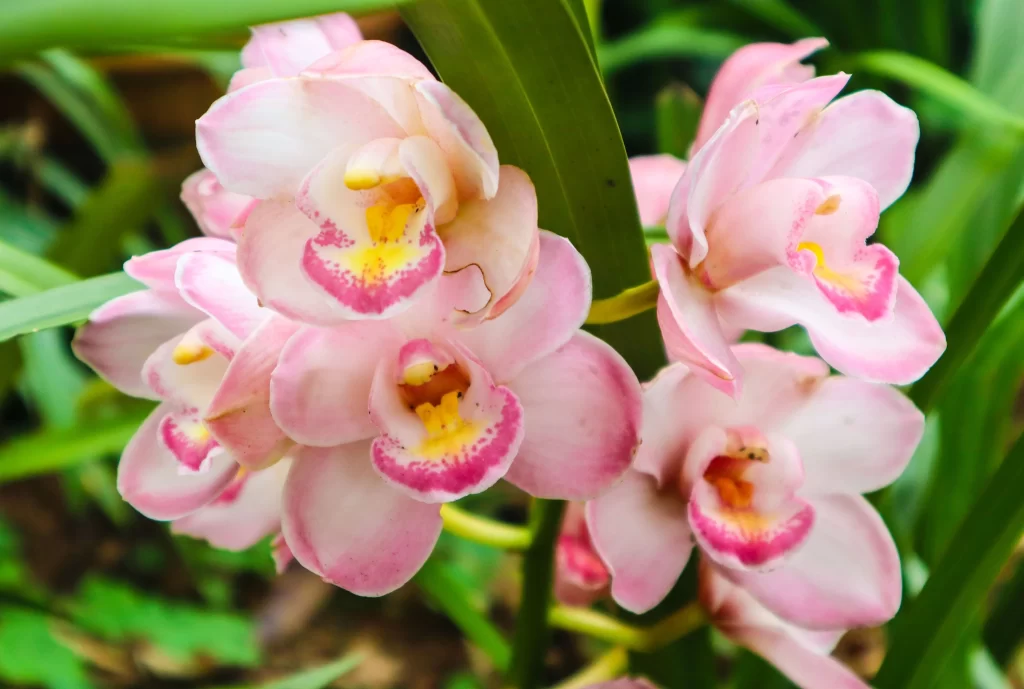 Pink Orchid Petals Yellow Center Green warm Leaves