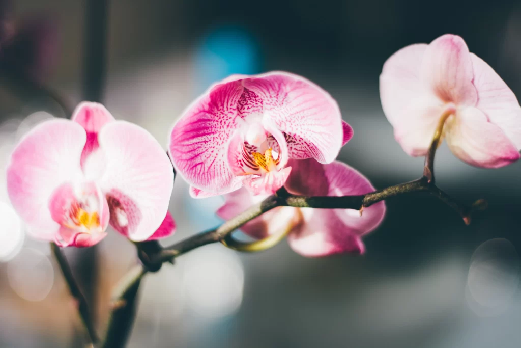 Pink Orchid Petals Yellow Center