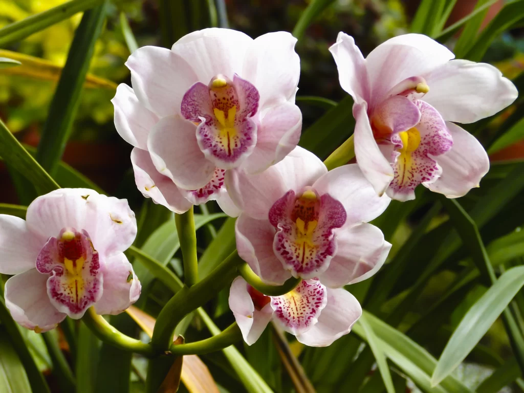 Pink Orchid Petals Yellow Center Purple Speckles