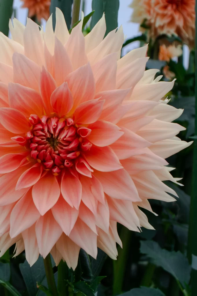 Pink Peach Dahlia Petals Layered Center