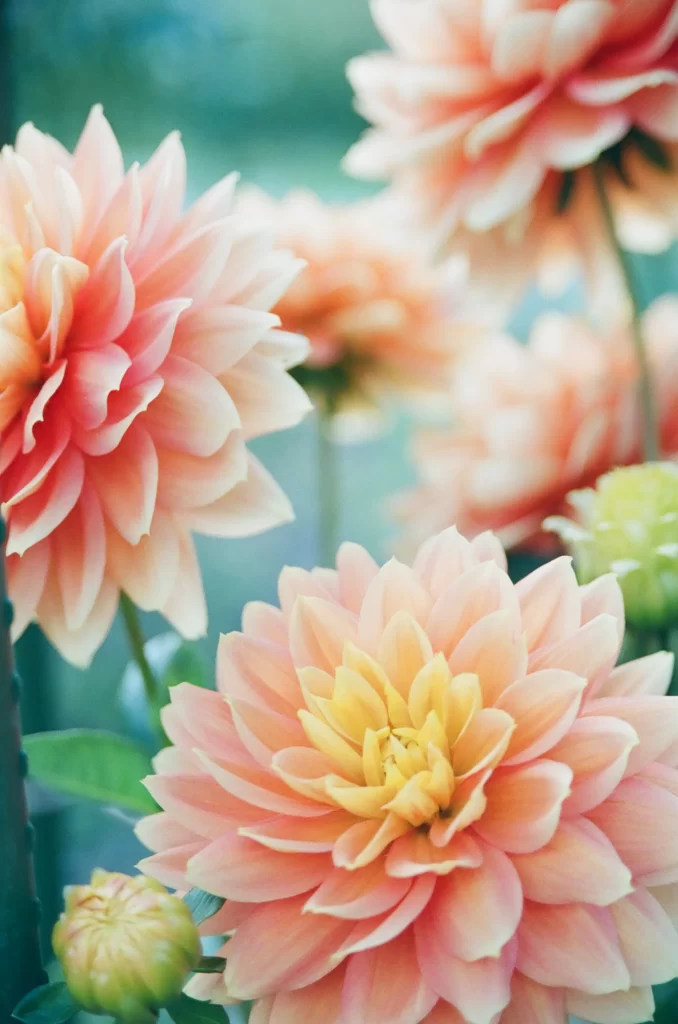 Pink Peach Dahlia Petals Bloom Garden