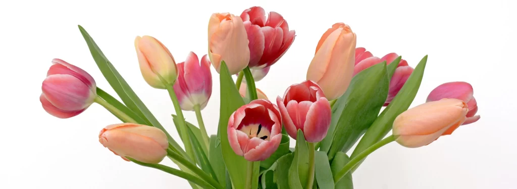 Pink Peach Tulip Petals Green Leaves