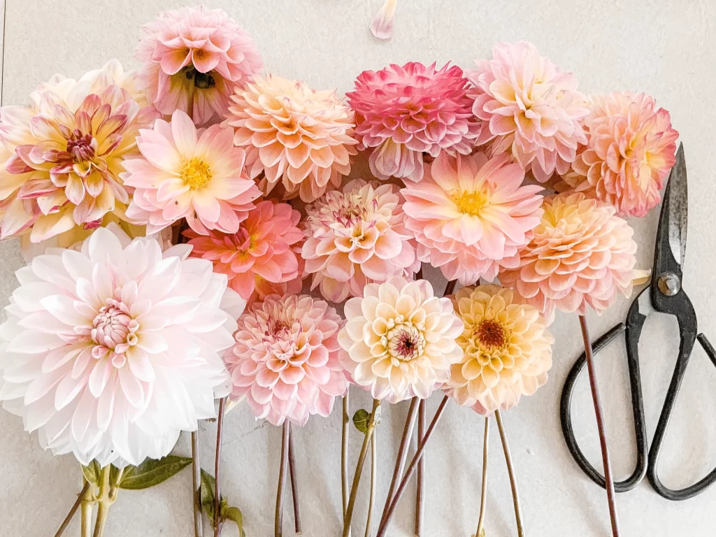 Pink Peach Yellow Dahlia Petals Blooms