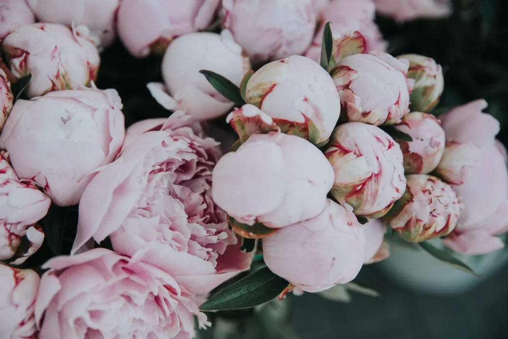 Pink Peony Bloom Petals Bud