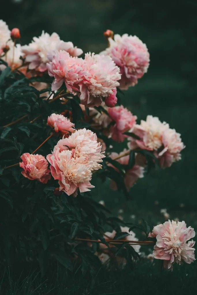 Pink Peony Bloom Petals Dark Background