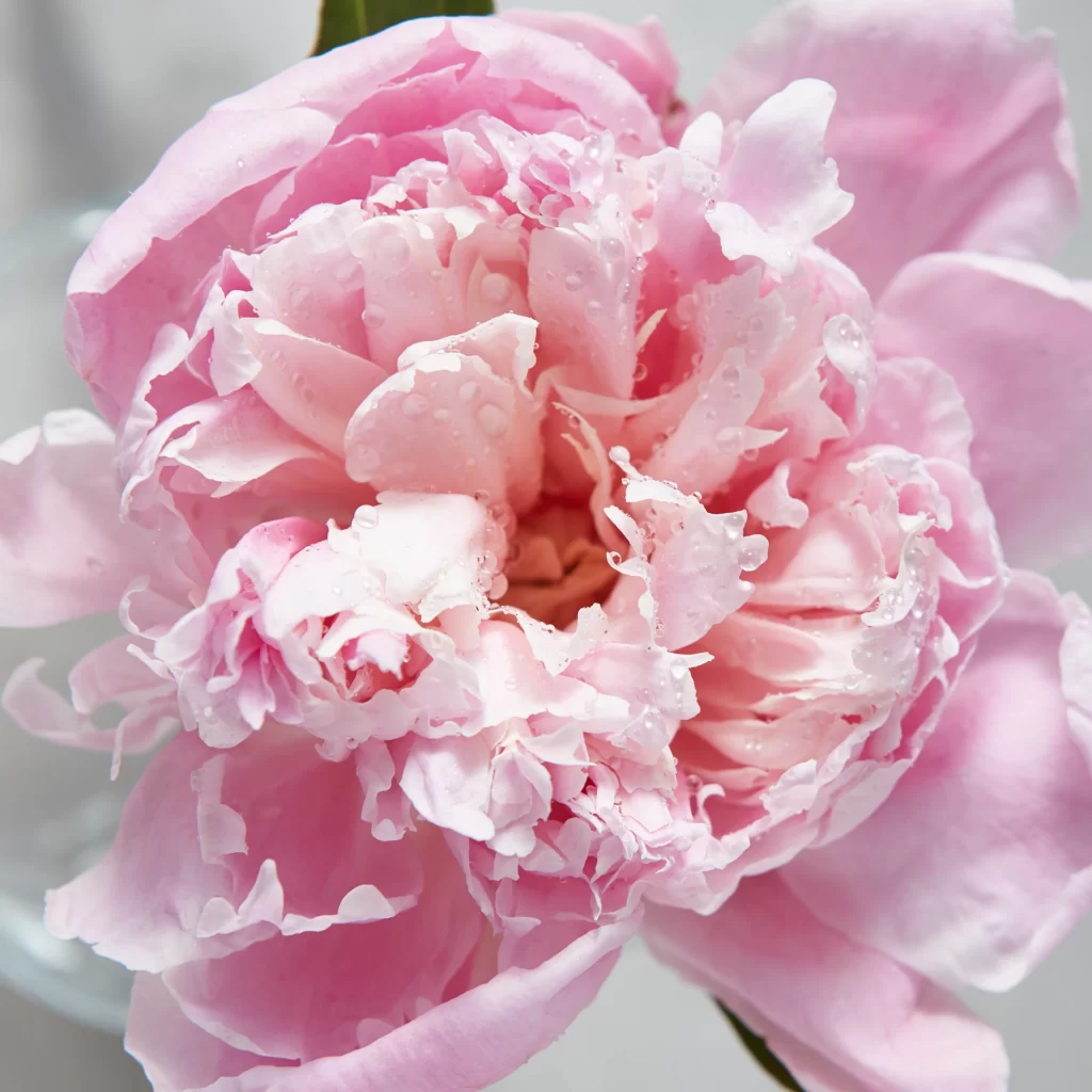 Pink Peony Bloom Petals Dewdrops Delicate