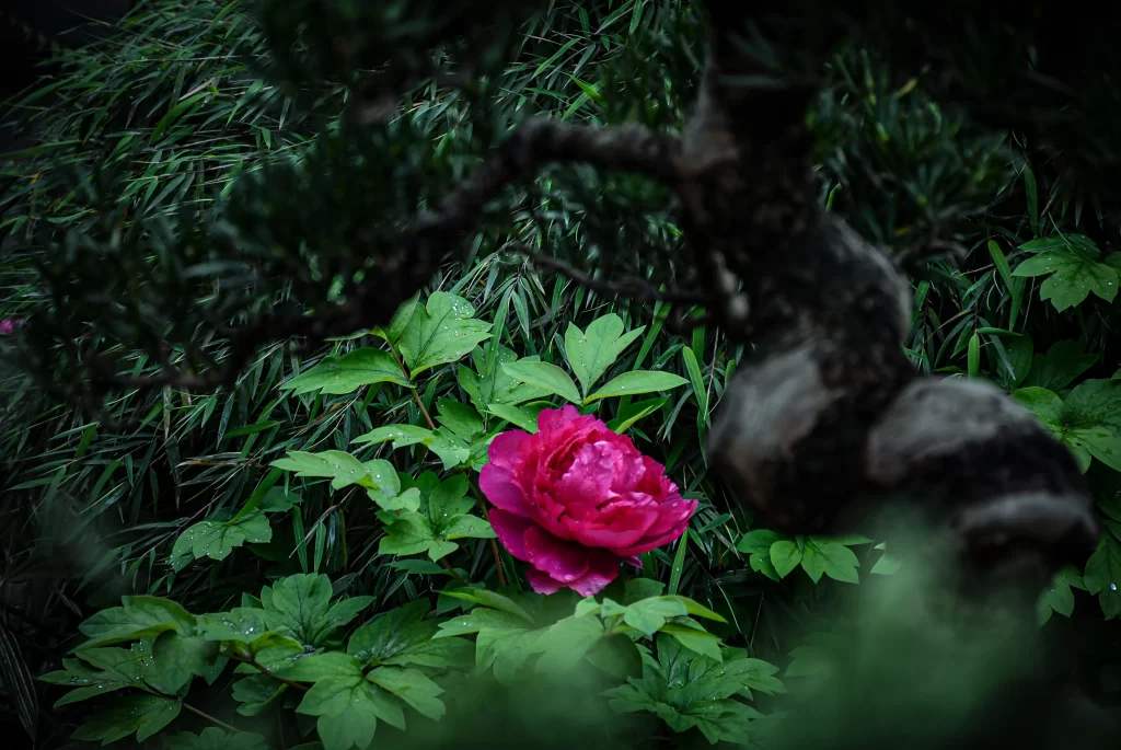 Pink Peony Bloom Petals dark Greenery