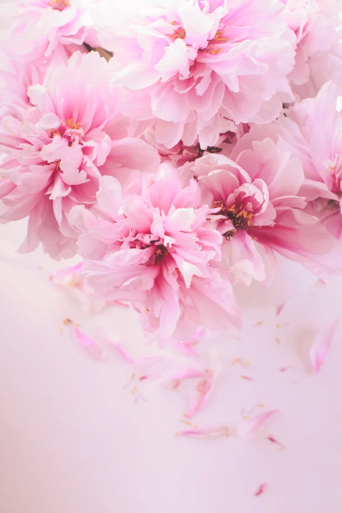 Pink Peony Bloom Petals Delicate Soft