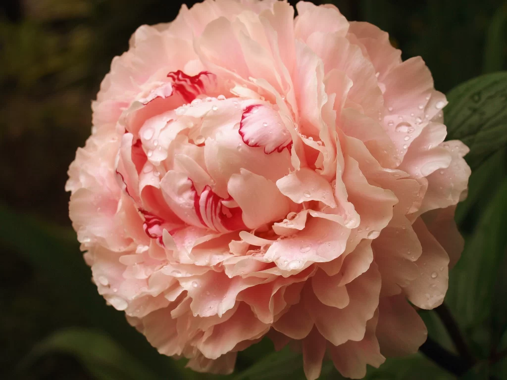 Pink Peony Bloom Petals Dewdrops Ruffled Edges