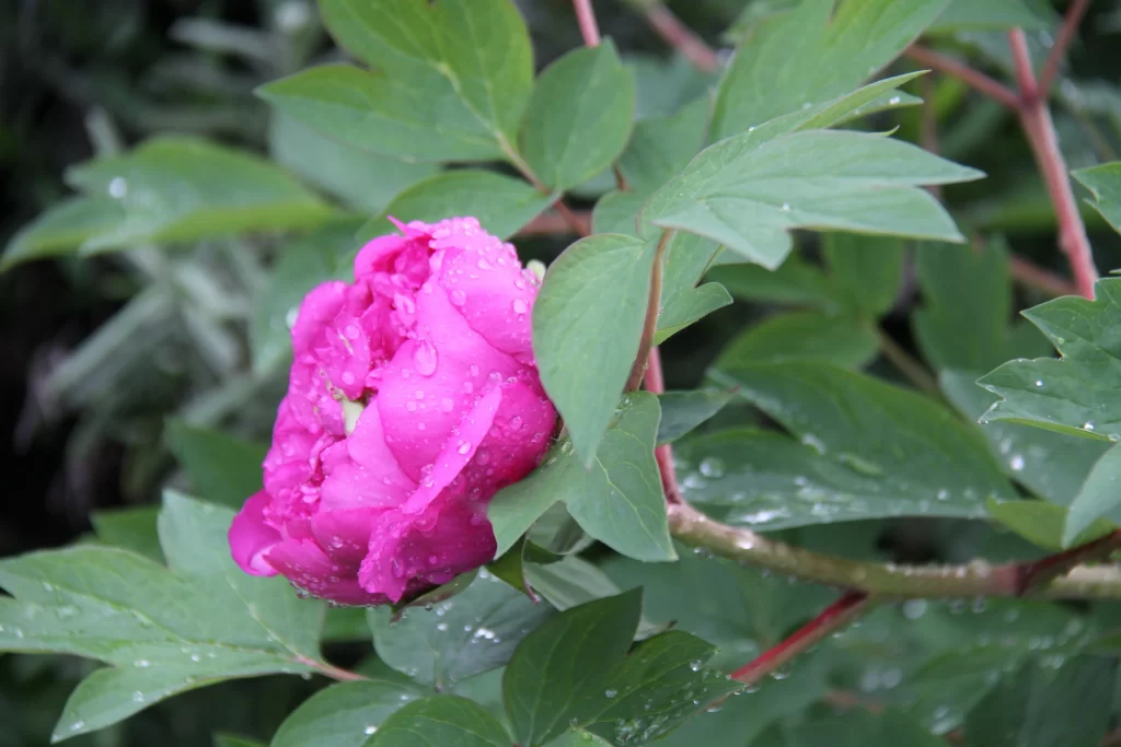 Pink Peony Bloom Petals Dewdrops Green gray Leaves