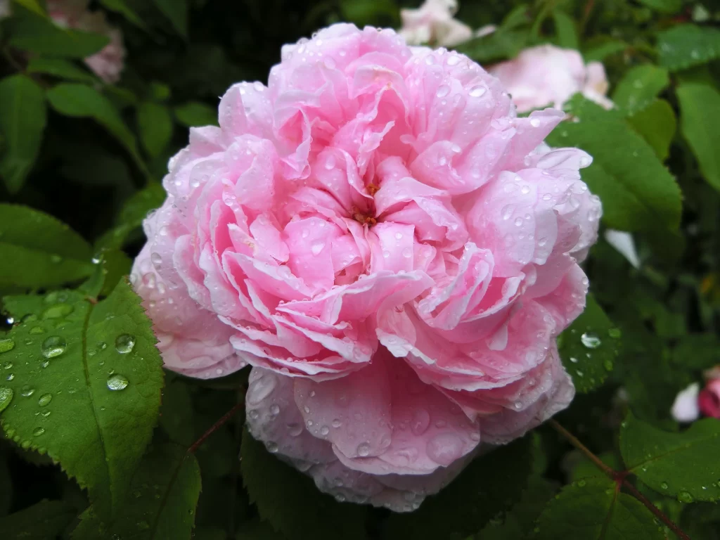 Pink Peony Bloom Petals Dewdrops Green gray Leaves
