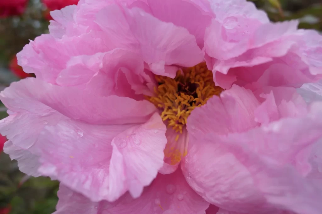 Pink Peony Bloom Petals Dewdrops Yellow Stamen