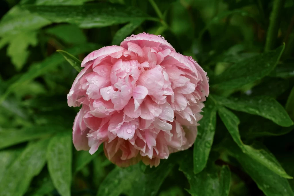 Pink Peony Bloom Petals Dewdrops Green warm Leaves