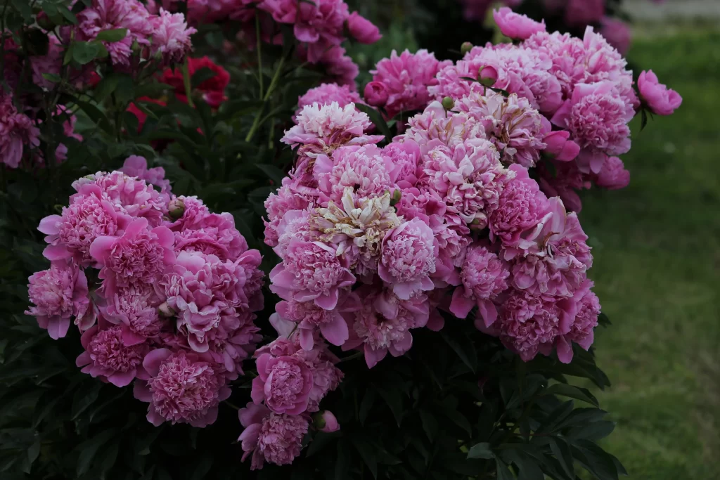 Pink Peony Bloom Petals Dense DarkGreen