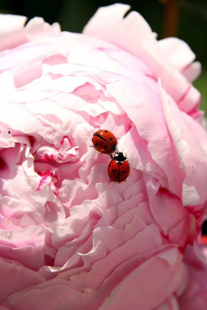 Pink Peony Bloom Petals Delicate