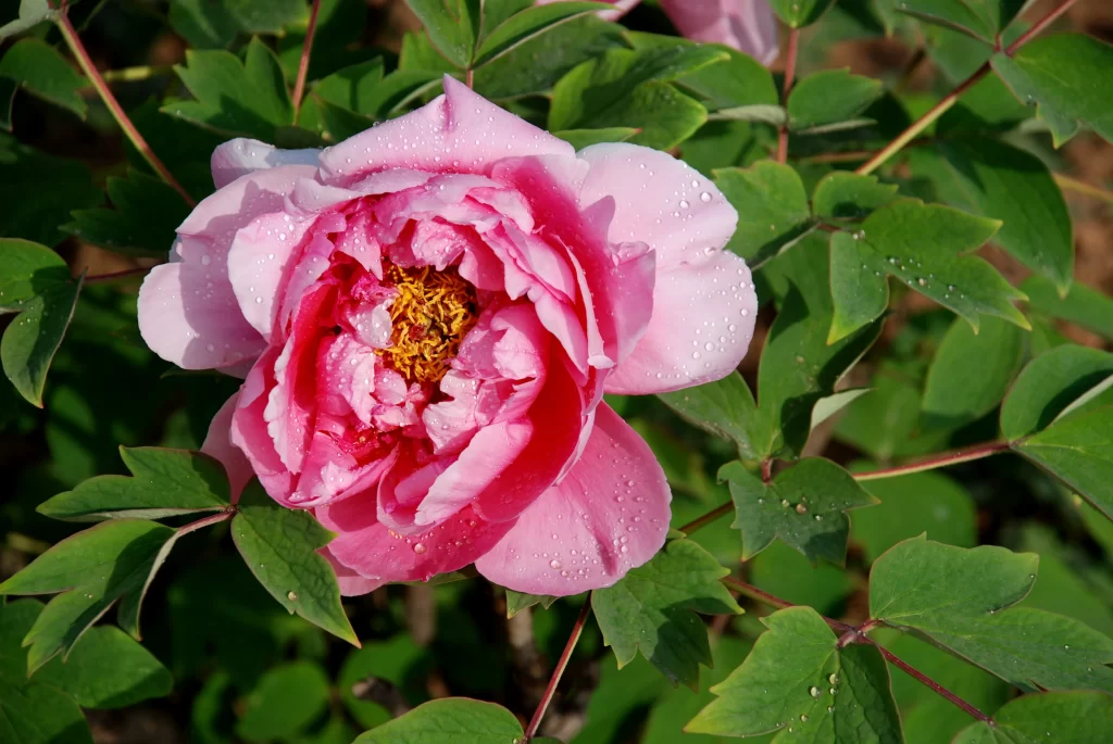 Pink Peony Bloom Petals Dewdrops Green gray Leaves