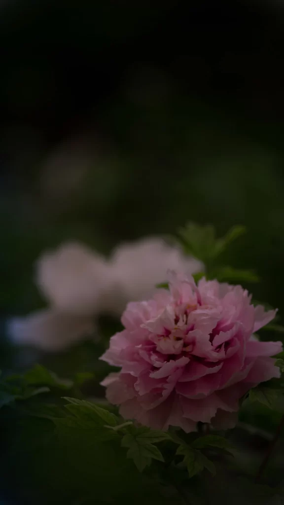 Pink Peony Bloom Petals dark Greenery