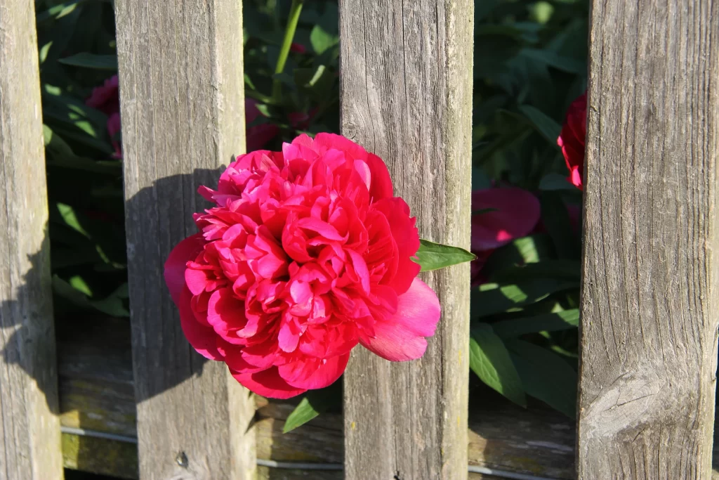 Pink Peony Bloom Petals Fence