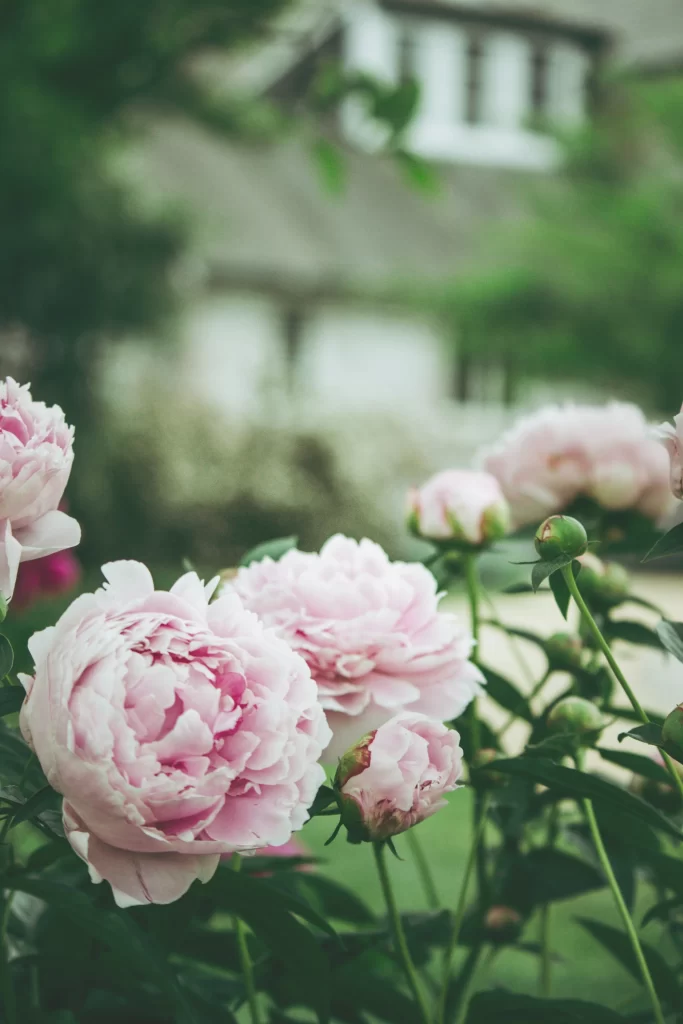 Pink Peony Bloom Petals gray Greenery