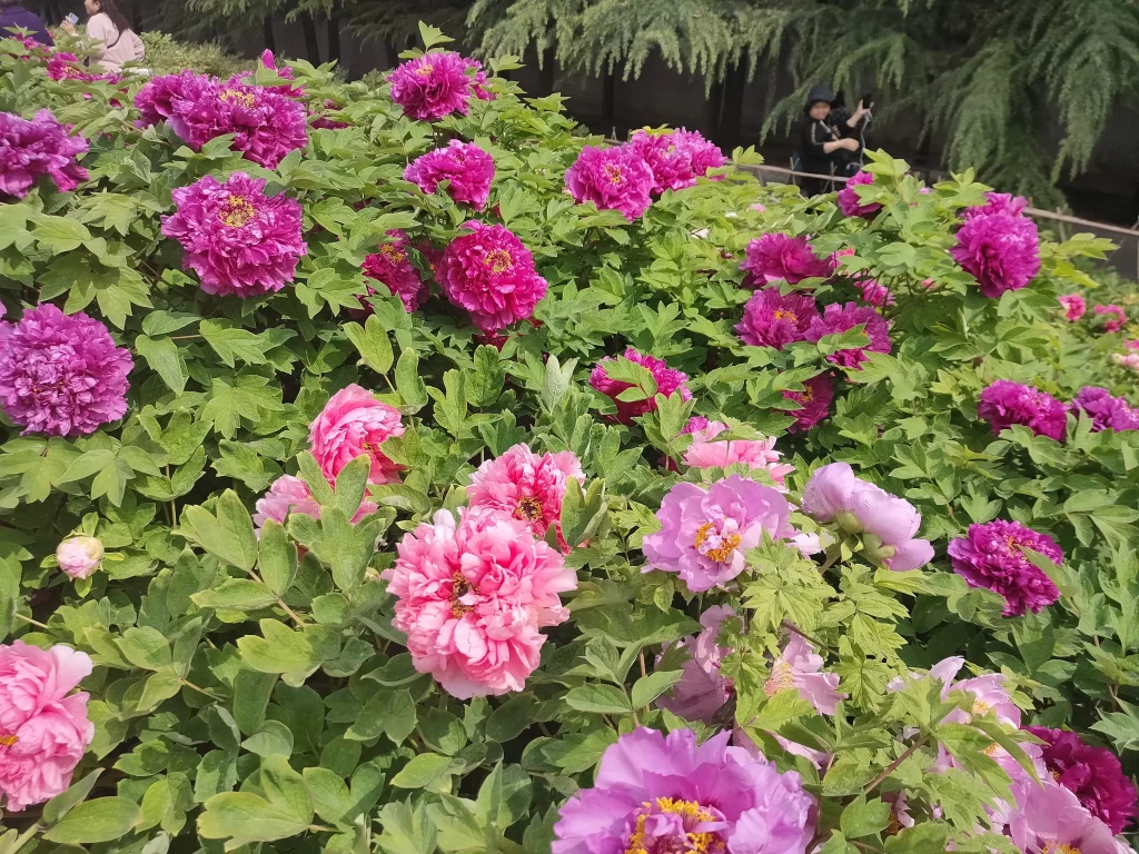Pink Peony Bloom Petals Green gray Leaves