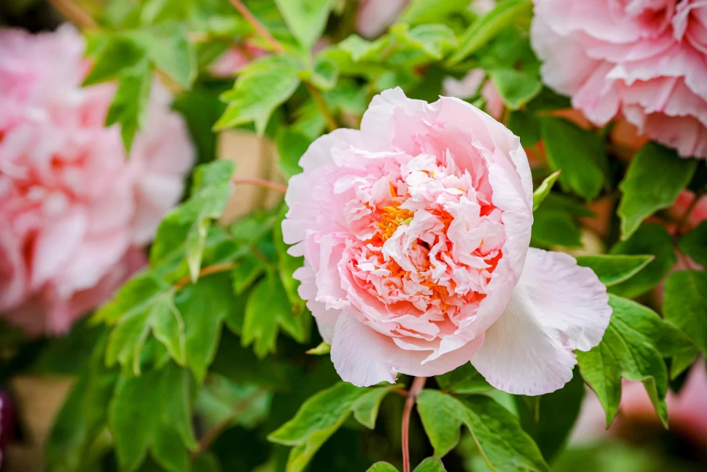 Pink Peony Bloom Petals Green warm Leaves