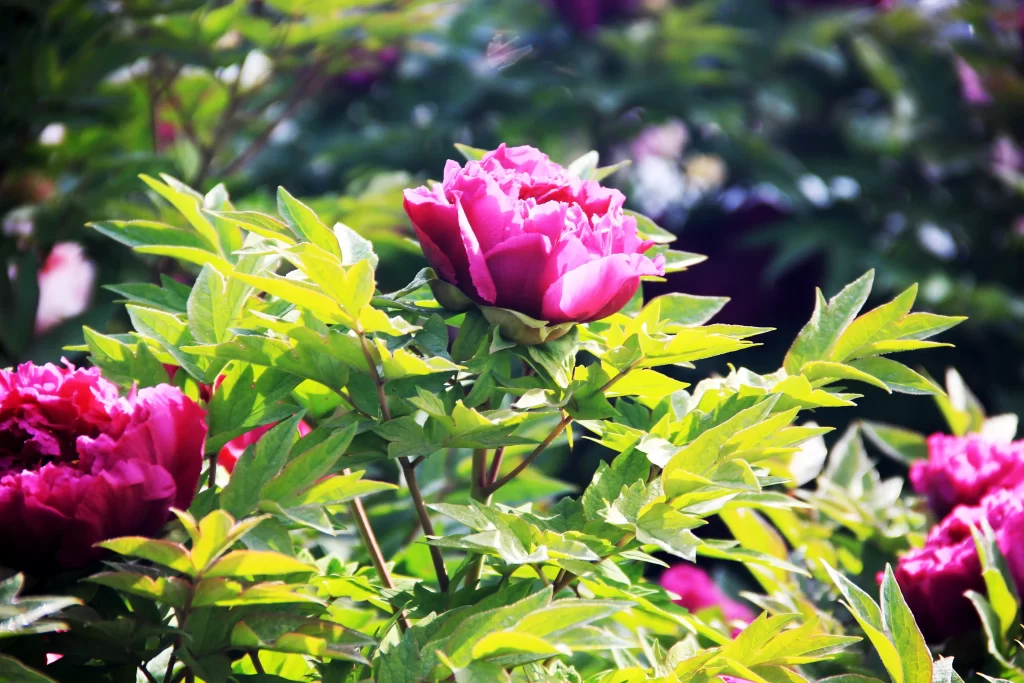 Pink Peony Bloom Petals Green warm Leaves