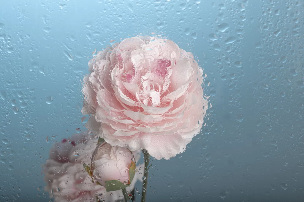 Pink Peony Bloom Petals gray Dewdrops