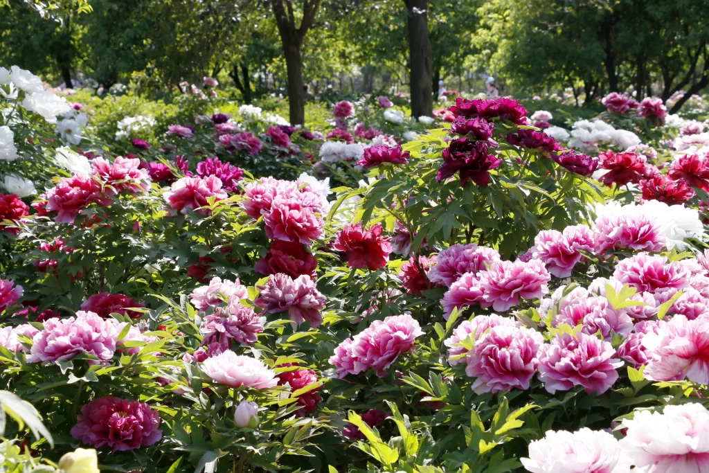 Pink Peony Bloom Petals gray Garden