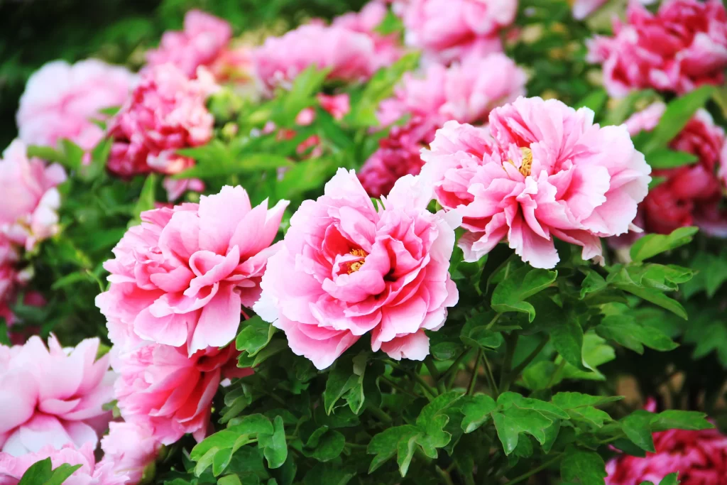 Pink Peony Bloom Petals Green gray Leaves