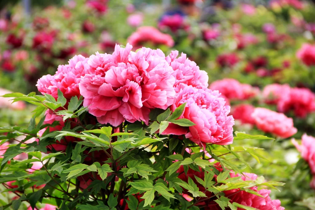Pink Peony Bloom Petals Green warm Leaves