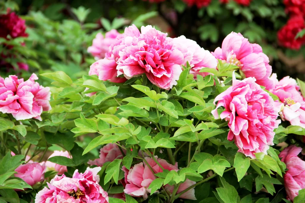Pink Peony Bloom Petals Green warm Leaves